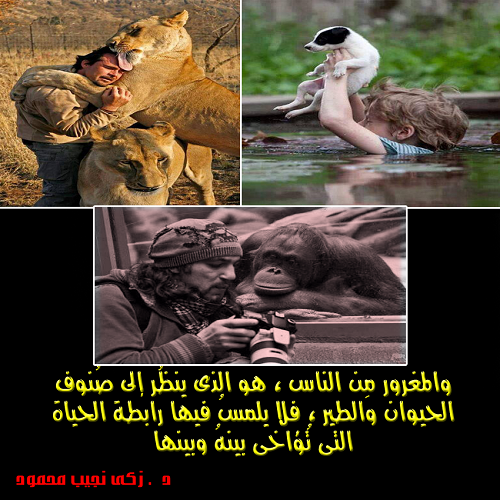 حكم واقوال زكي نجيب محمود مصورة